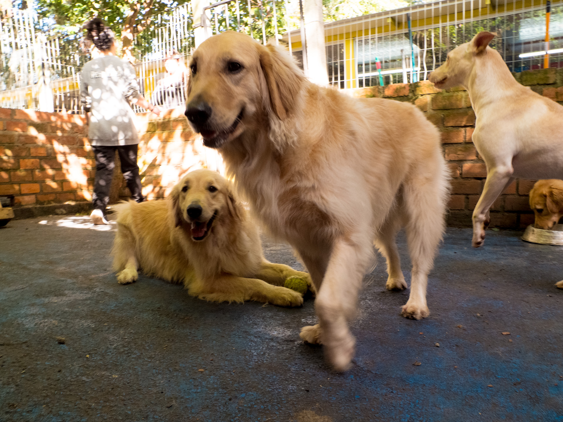 Creche Pet Dreams