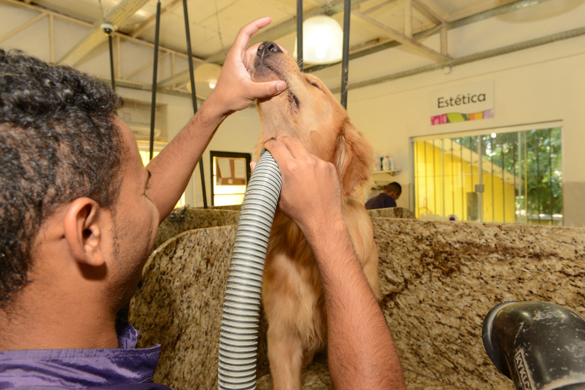 Banho e higiene Pet Dreams