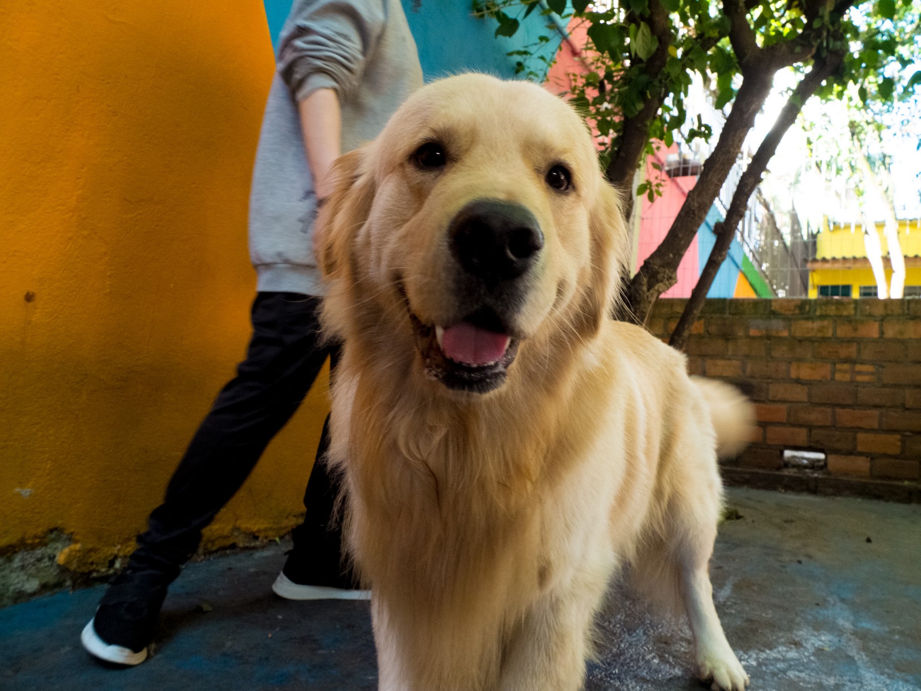 Pet atendido pela Pet Dreams
