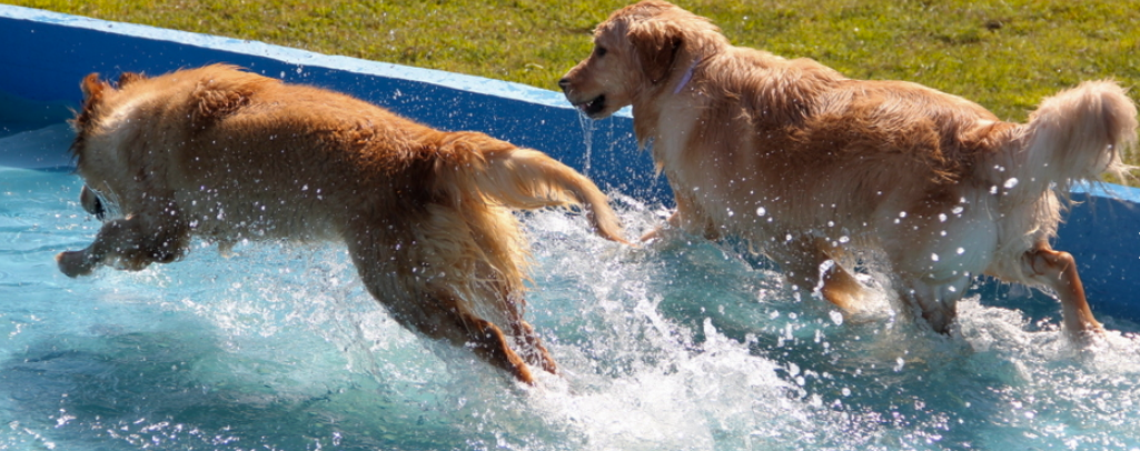 Hotel para pets
