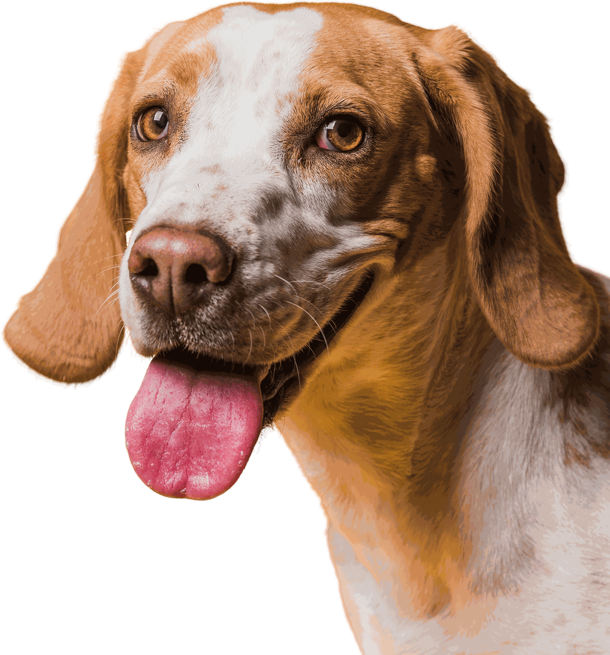Cachorro Pet Dreams