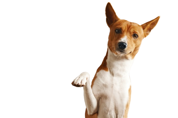 Pet atendido pela Pet Dreams