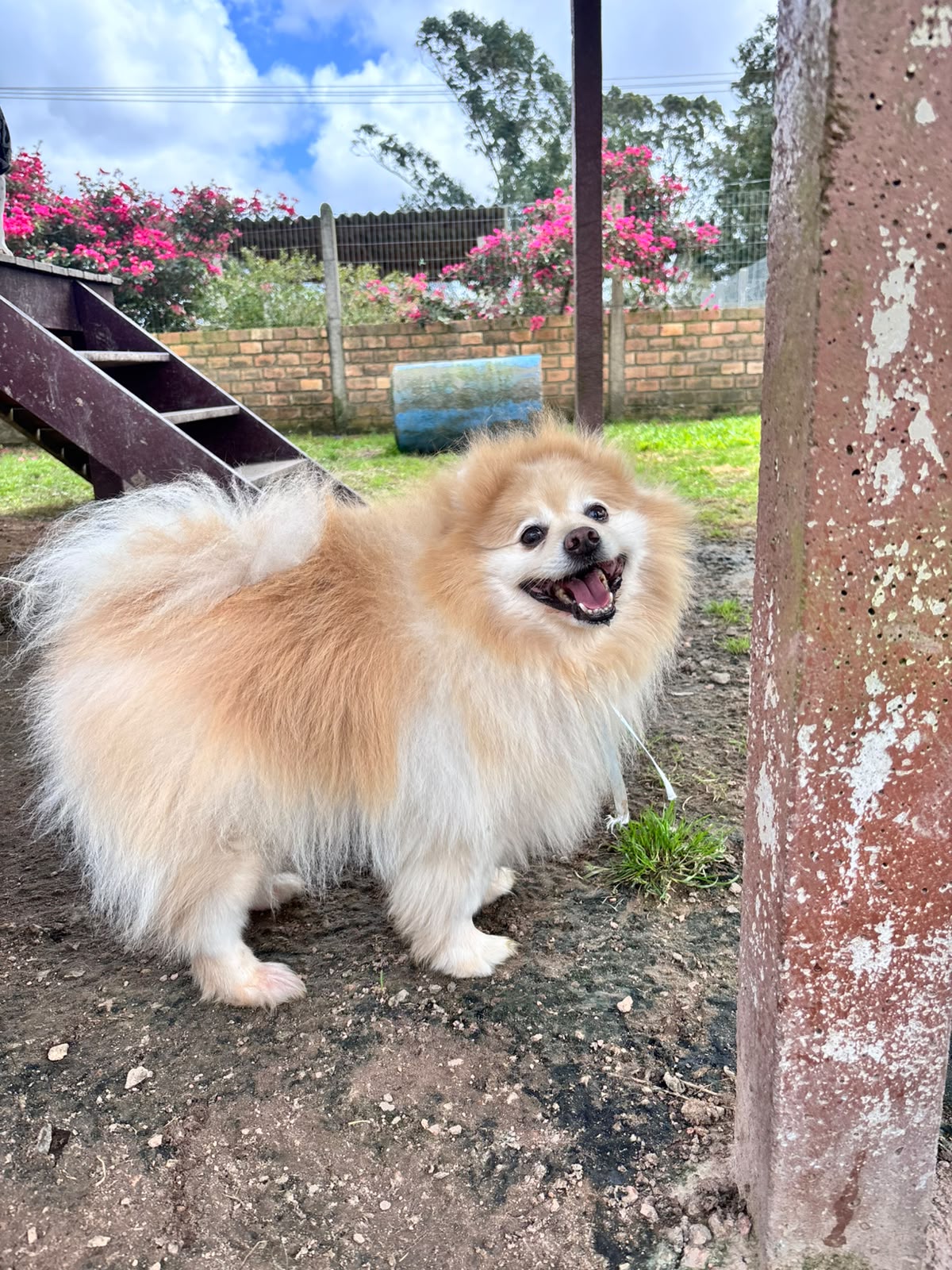 Pet Pet Dreams