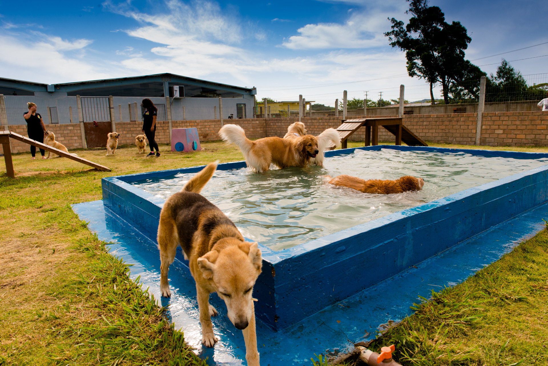 Hotel Villa's Pet parceiro da Pet Dreams
